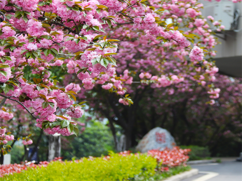 樱花袭人.jpg